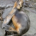 lion_sea_galapagos_spz_v_0074_ecu1771.jpg